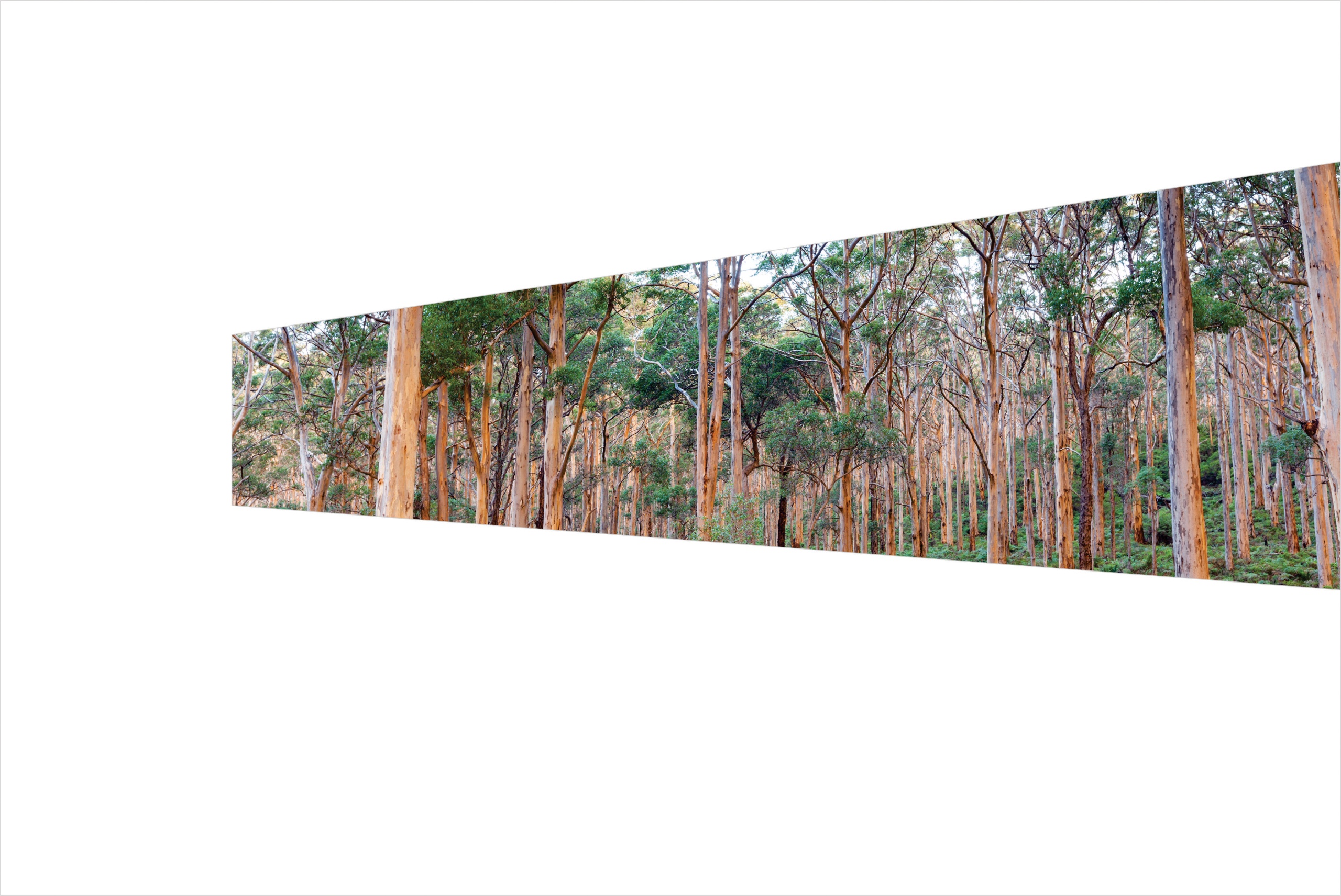 7 - Afternoon light on Gum Tree Forest 