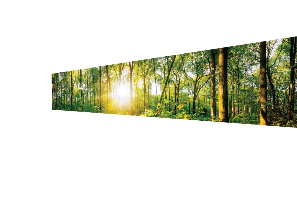 6 -  Dappled Sunlight on Forest Landscape