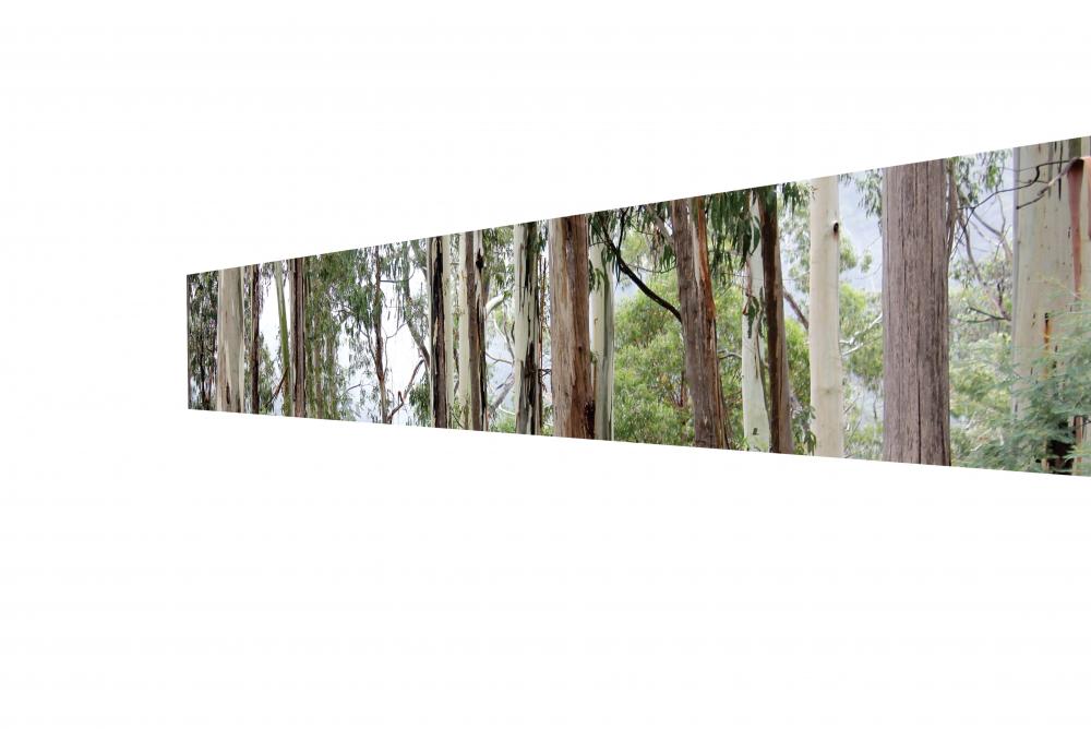 3 - Eucalypt Forest 